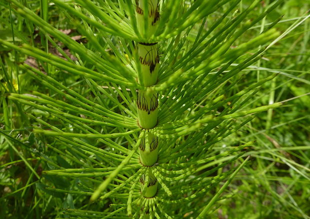 praslička riečna Equisetum fluviatile L.