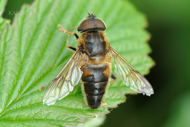 trúdovka Eristalis pertinax