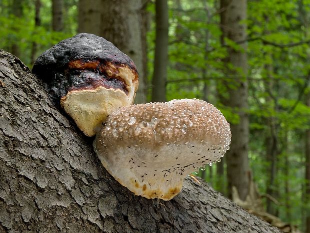 práchnovček pásikavý Fomitopsis pinicola (Sw.) P. Karst.