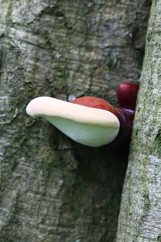 lesklokôrovka obyčajná Ganoderma lucidum (Curtis) P. Karst.