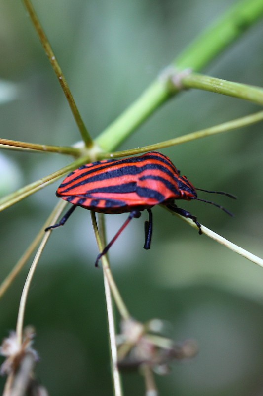 bzdocha pásavá Geaphosoma italicum