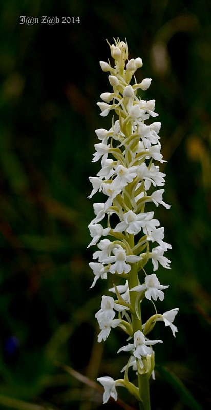 päťprstnica obyčajná Gymnadenia conopsea (L.) R. Br.