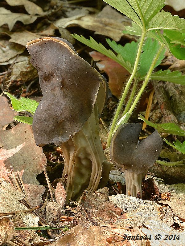 chriapač jamkatý Helvella lacunosa Afzel.