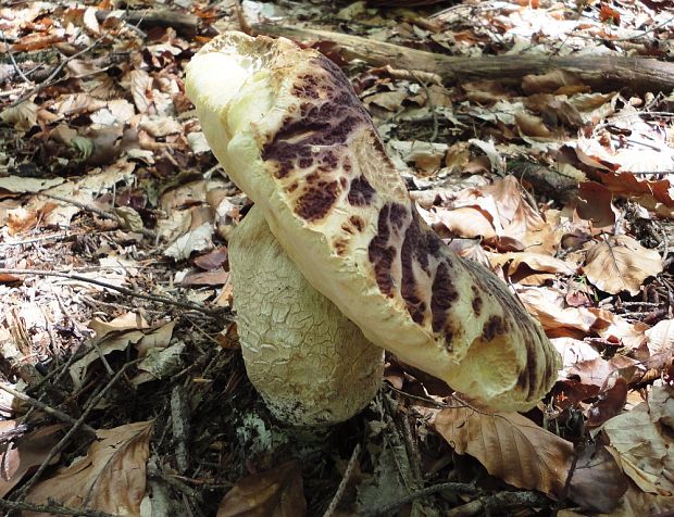 hríb jamkatý Hemileccinum depilatum (Redeuilh) Šutara