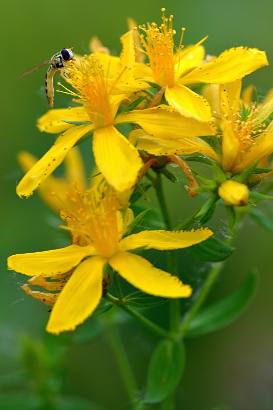 ľubovník bodkovaný Hypericum perforatum L.