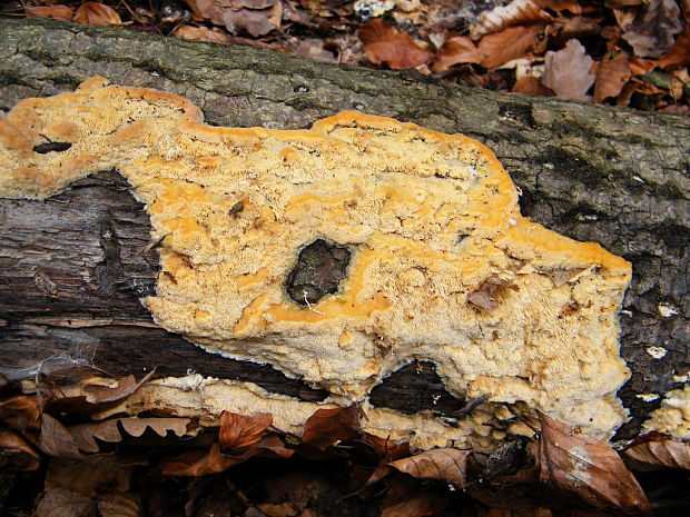 ryšavec bukový Inonotus nodulosus (Fr.) P. Karst.