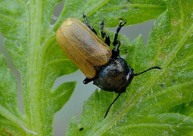 vrbinár Labidostomis longimana Linnaeus, 1758