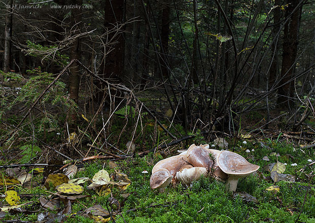 rýdzik severský Lactarius trivialis (Fr.) Fr.