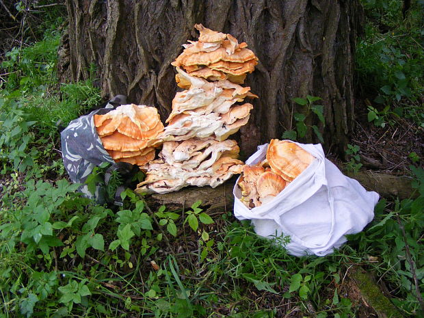 sírovec obyčajný Laetiporus sulphureus (Bull.) Murrill