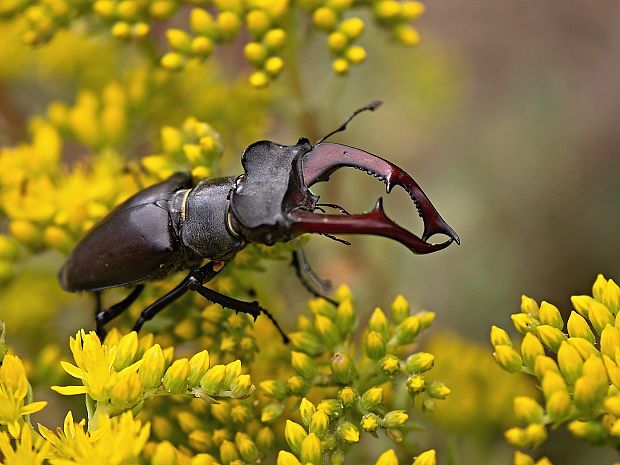 roháč veľký Lucanus cervus