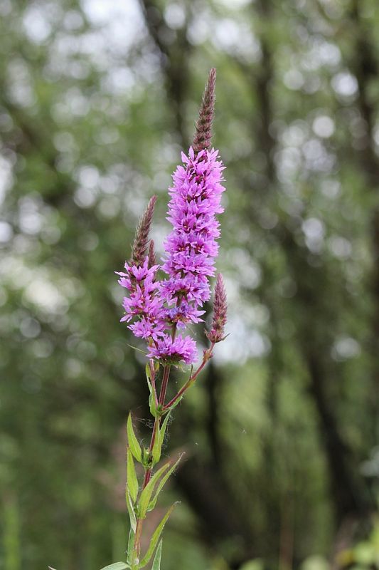 vrbica vŕbolistá Lythrum salicaria L.