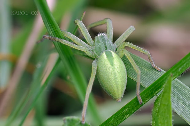 osemočko smaragdové Micrommata virescens