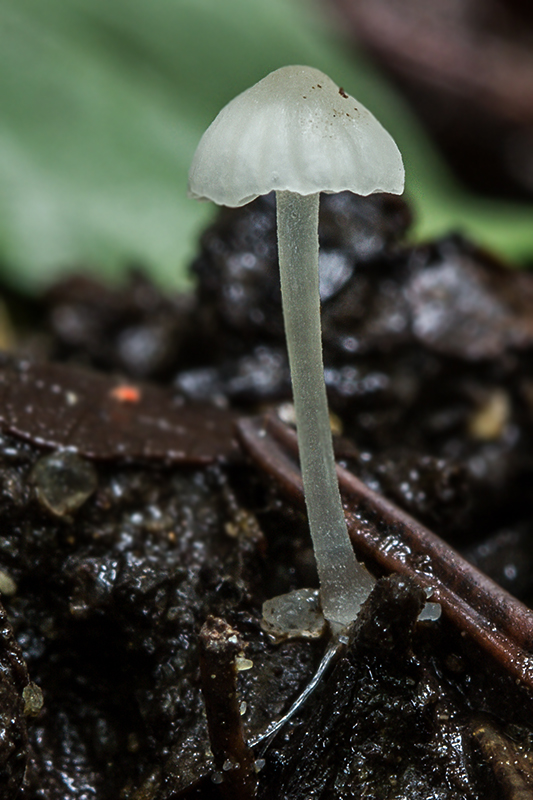 prilbička Mycena sp.