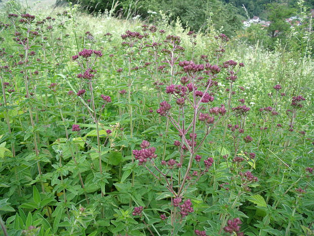 pamajorán obyčajný Origanum vulgare L.