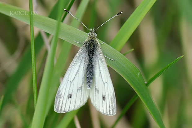 mlynárik repkový Pieris napi