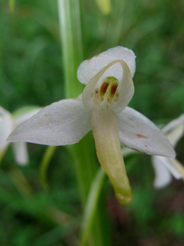 vemenník dvojlistý Platanthera bifolia (L.) Rich.