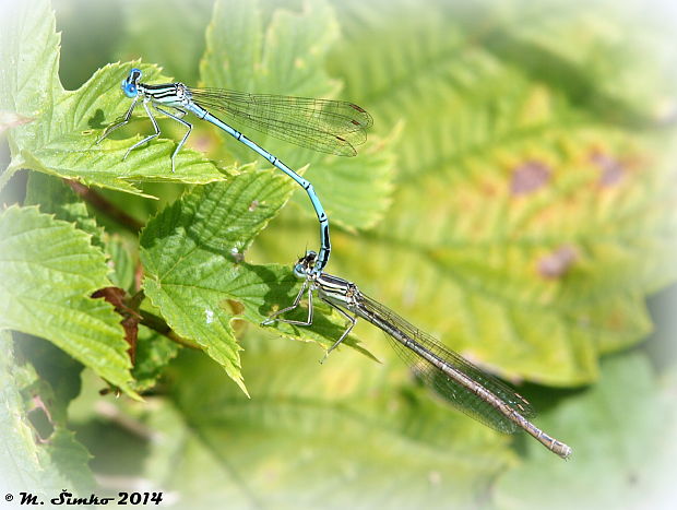 šidielko ploskonohé Platycnemis pennipes