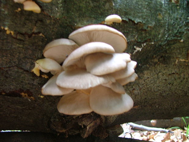 hliva buková Pleurotus pulmonarius (Fr.) Quél.