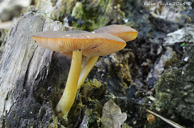 štítovka žltohlúbiková Pluteus romellii (Britzelm.) Sacc.