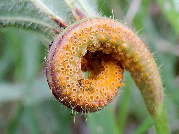 hrdza Puccinia urticata F. Kern