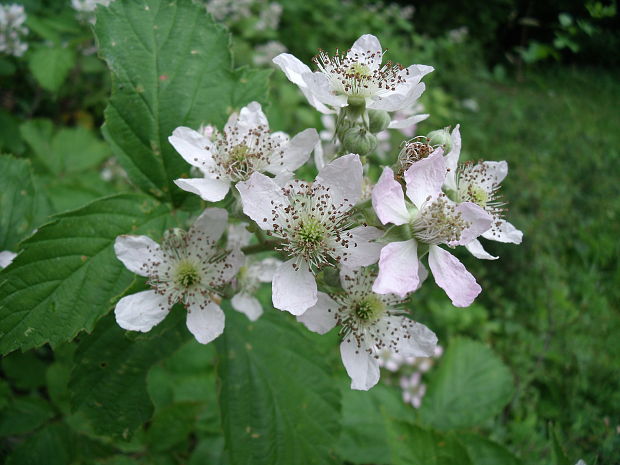 ostružina  Rubus  sp