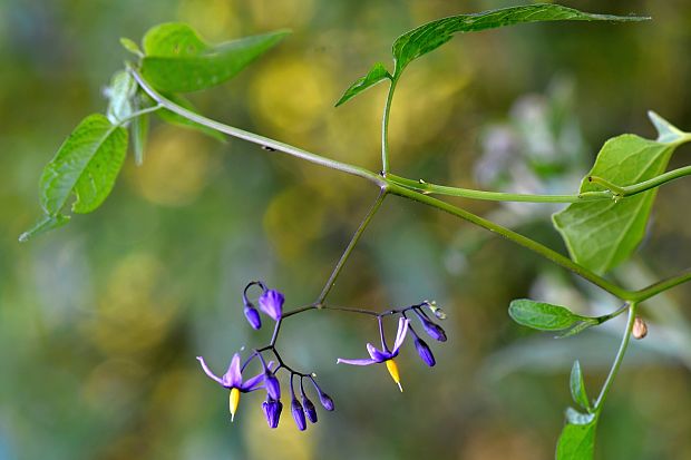 ľuľok sladkohorký Solanum dulcamara L.