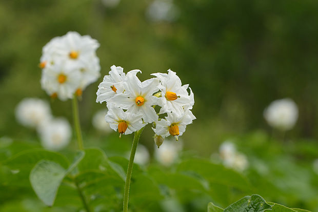 ľuľok zemiakový Solanum tuberosum L.