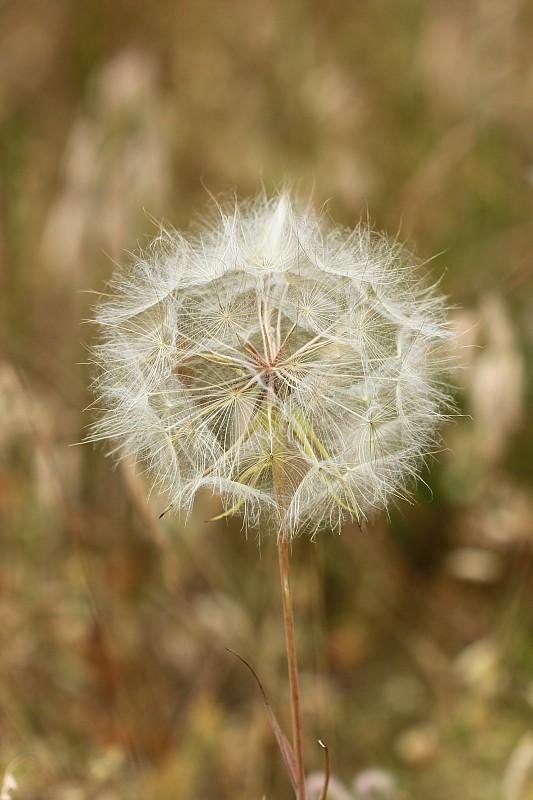 kozobrada lúčna Tragopogon pratensis L.