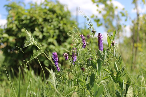 vika ùzkolistá Vicia angustifolia L.