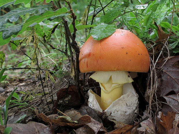 muchotrávka cisárska Amanita caesarea (Scop.) Pers.