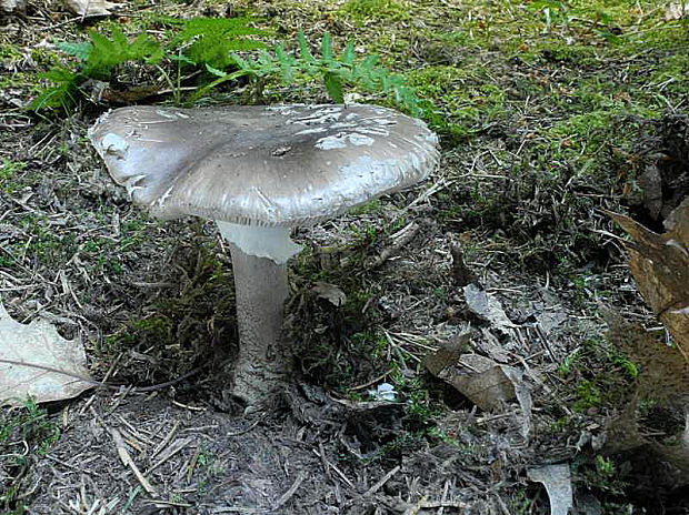 muchotrávka hrubá Amanita excelsa (Fr.) Bertill.