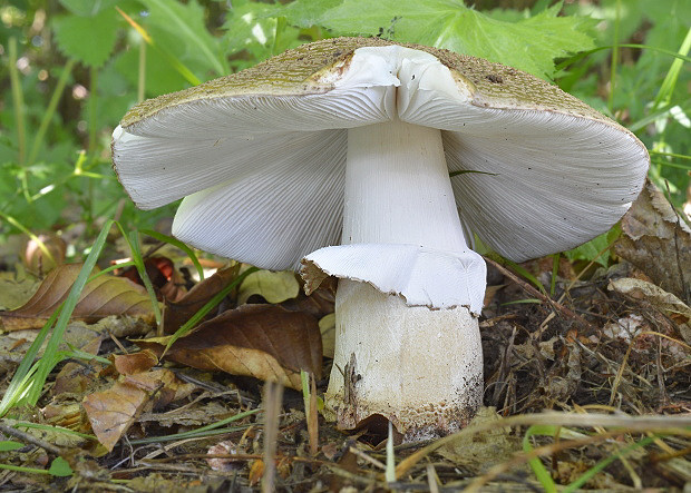 muchotrávka červenkastá Amanita rubescens Pers.