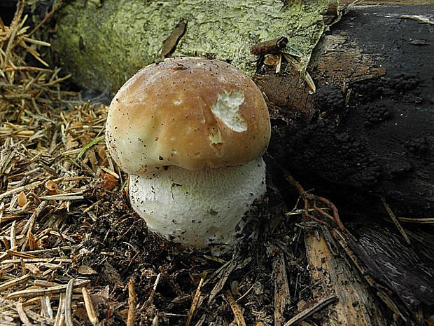 hríb smrekový Boletus edulis Bull.