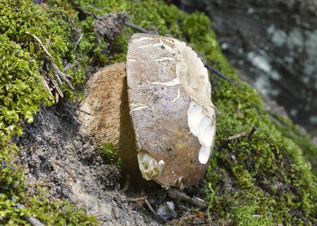 hríb dubový Boletus reticulatus Schaeff.