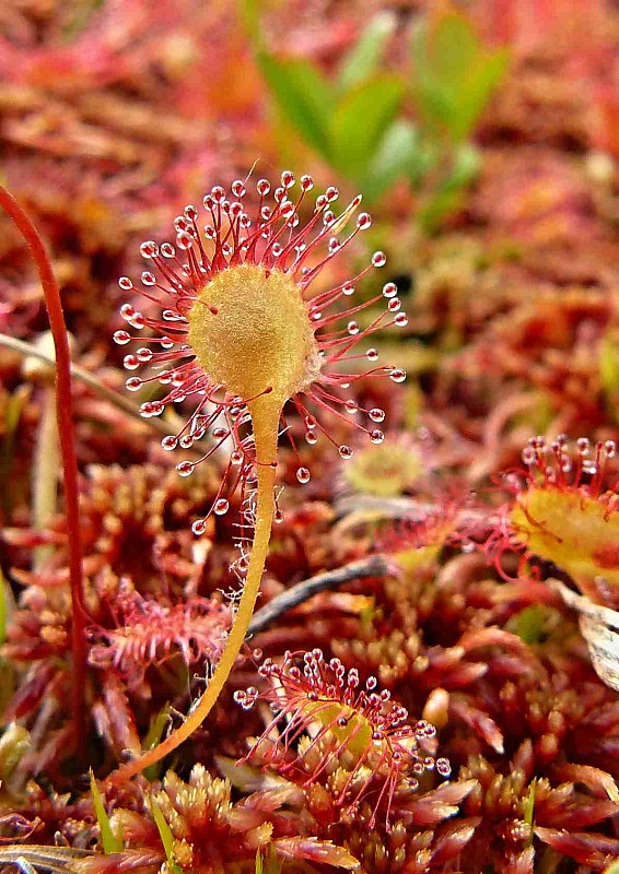 rosička okrúhlolistá Drosera rotundifolia L.