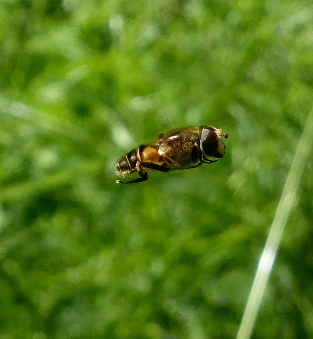 trúdovka Eristalis tenax L. 1758