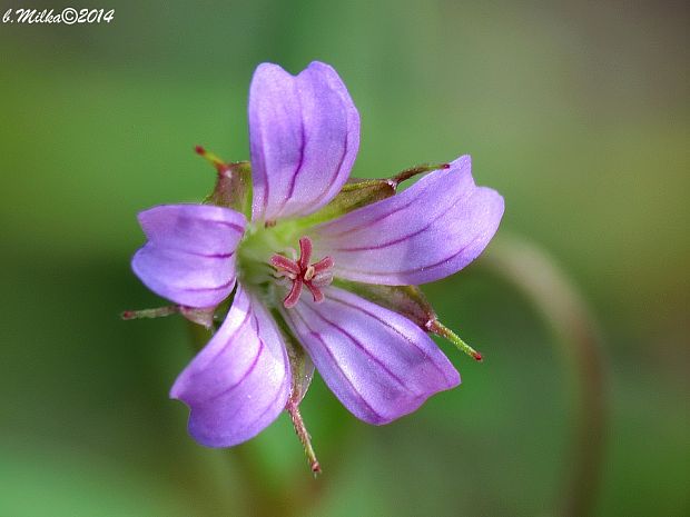 pakost holubí Geranium columbinum L.