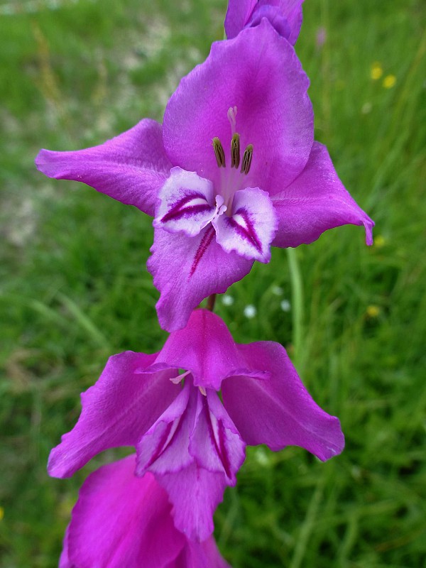 mečík škridlicovitý Gladiolus imbricatus L.