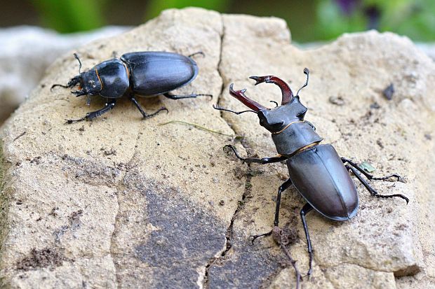 roháč veľký  Lucanus cervus