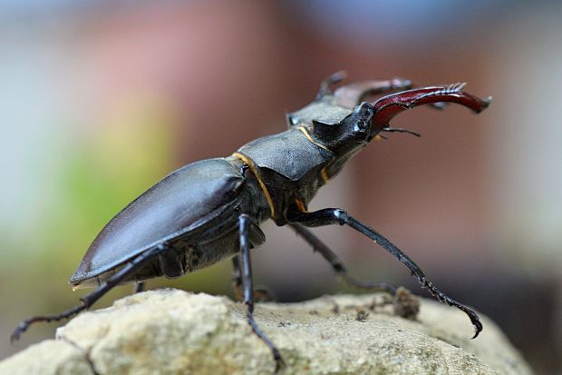 roháč veľký Lucanus cervus