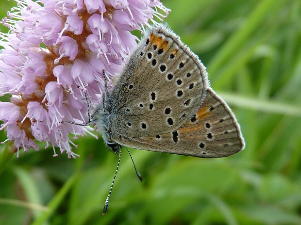 ohniváčik štiavový Lycaena hippothoe