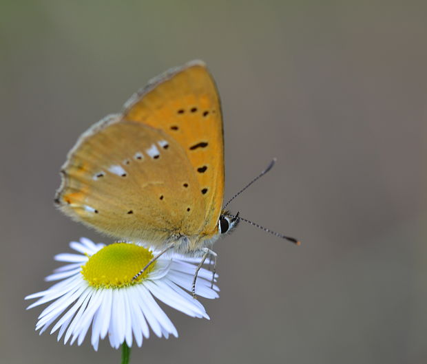 ohniváčik zlatobyľový Lycaena virgaureae