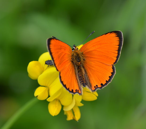 ohniváčik zlatobyľový Lycaena virgaureae