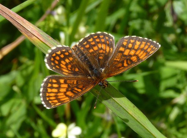 hnedáčik skorocelový Melitaea athalia