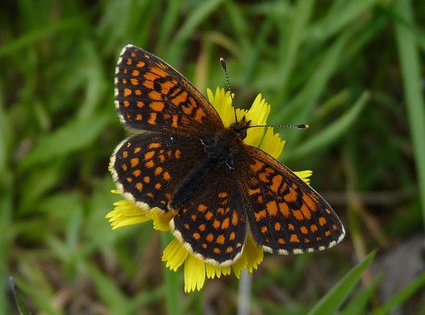 hnedáčik skorocelový  Melitaea athalia