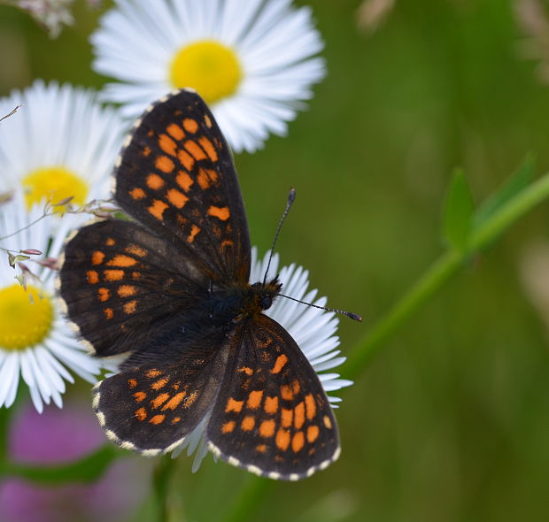 hnedáčik skorocelový Melitaea athalia