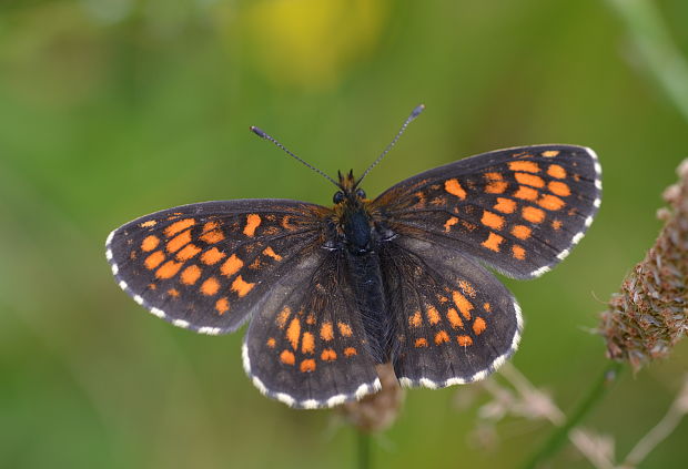 hnedáčik skorocelový Melitaea athalia