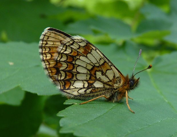 hnedáčik skorocelový Melitaea athalia