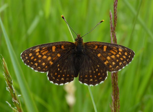 hnedáčik čermeľový Melitaea diamina