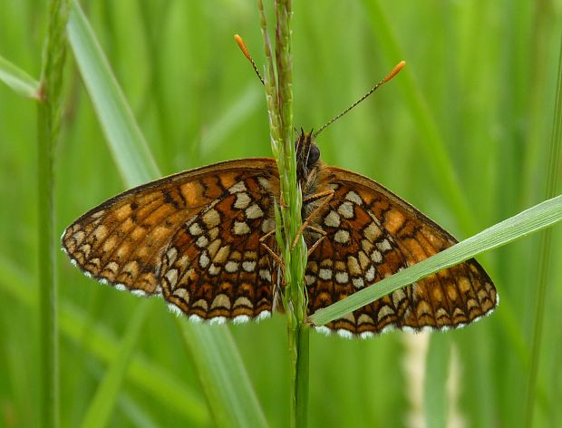 hnedáčik čermeľový  Melitaea diamina